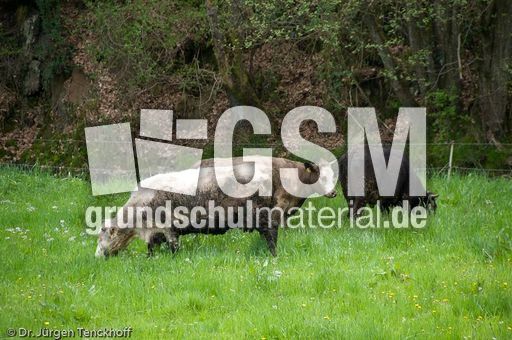 Hausrind (77 von 174).jpg